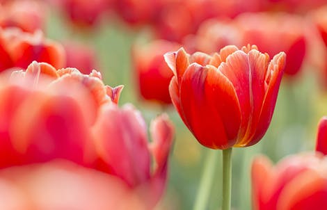 Photograph of tulips