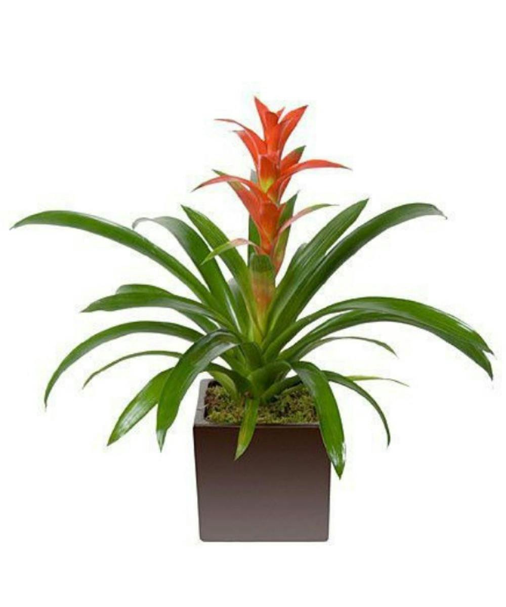 Blooming Bromeliad Plant | Mobile Delivery | Rose