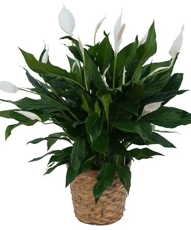 Peace Lily Plant in Basket