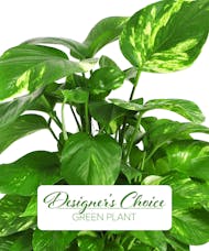 Designer's Choice Green Plant